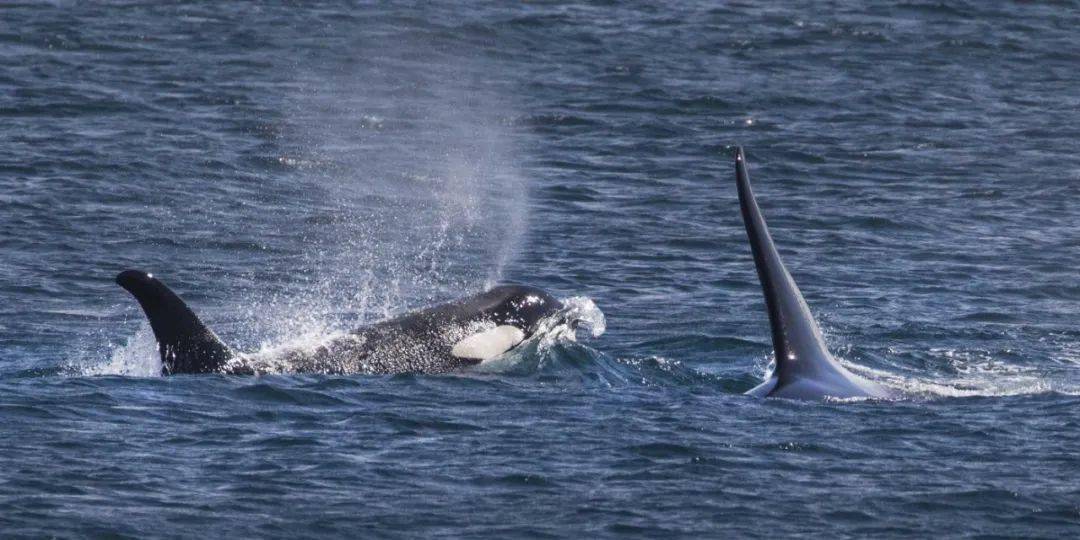 宝宝|17天走了1600公里,两年后又怀孕了……她托着尸体
