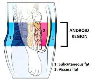 体脂称什么原理测内脏脂肪_内脏脂肪