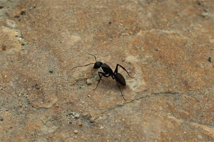 可怕女子景区被蚂蚁叮咬心脏骤停这种蚂蚁的毒液严重可导致死亡