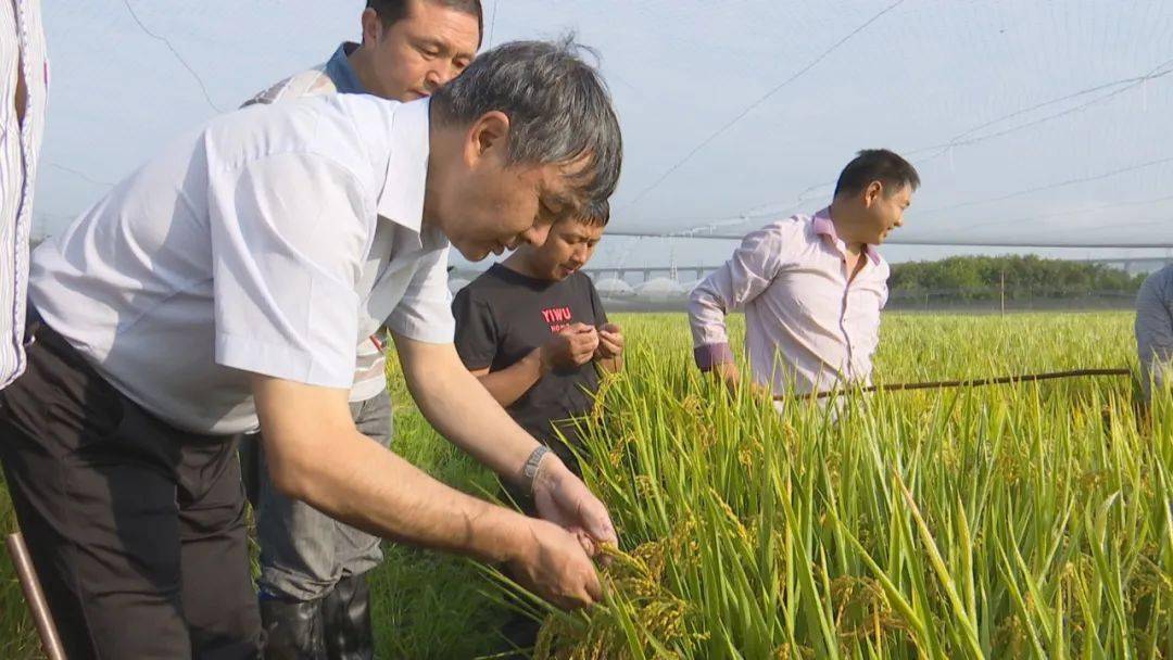 吃好饭作为自己的责任和使命,成功培育出"楚粳系列"水稻品种27个及