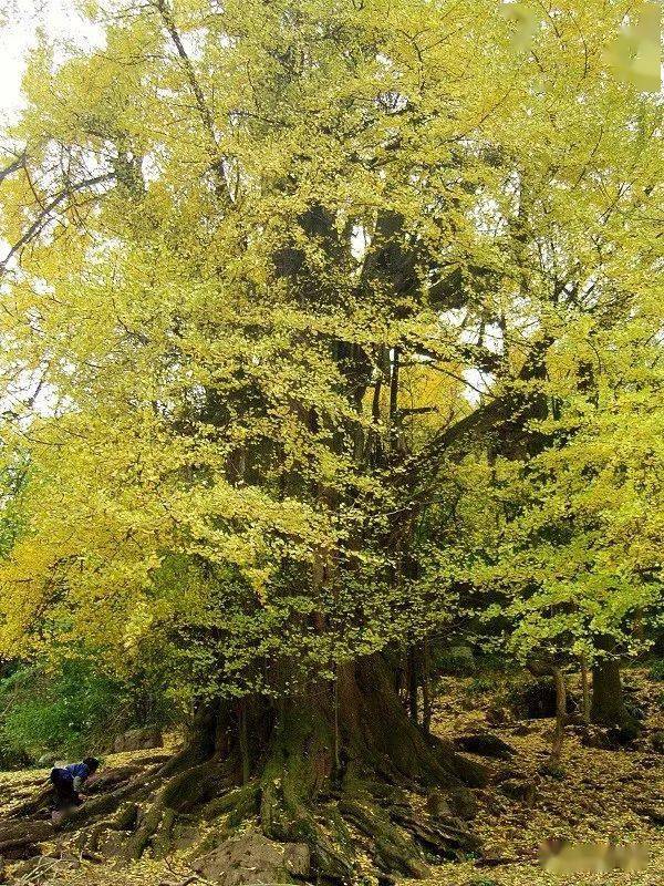 黔南地名:"中华银杏王"生长地——长顺