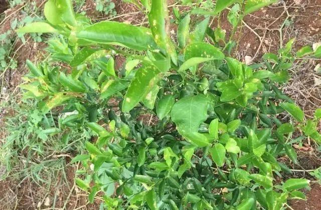 请注意这五大类农药最容易出现药害