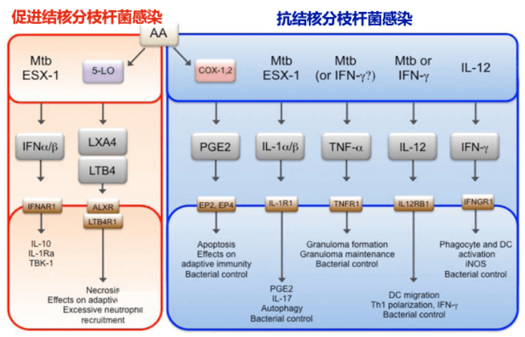 治疗|小心类风湿关节炎治疗中的“伏地魔”！结核危害不可小觑……?