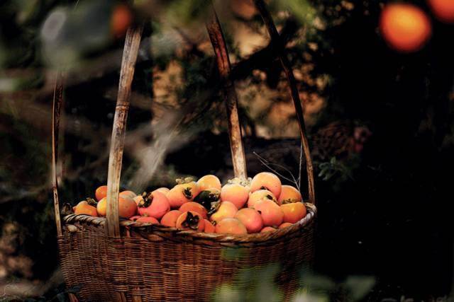 唐人段|柿子红了！柿柿如意！