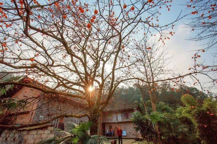 唐人段|柿子红了！柿柿如意！