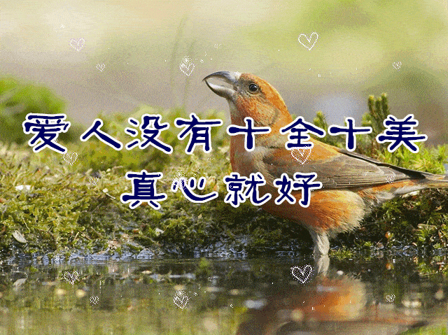 早上好,十份真诚的问候,十份实意的祝福.早上好祝福动态图片,太美了!