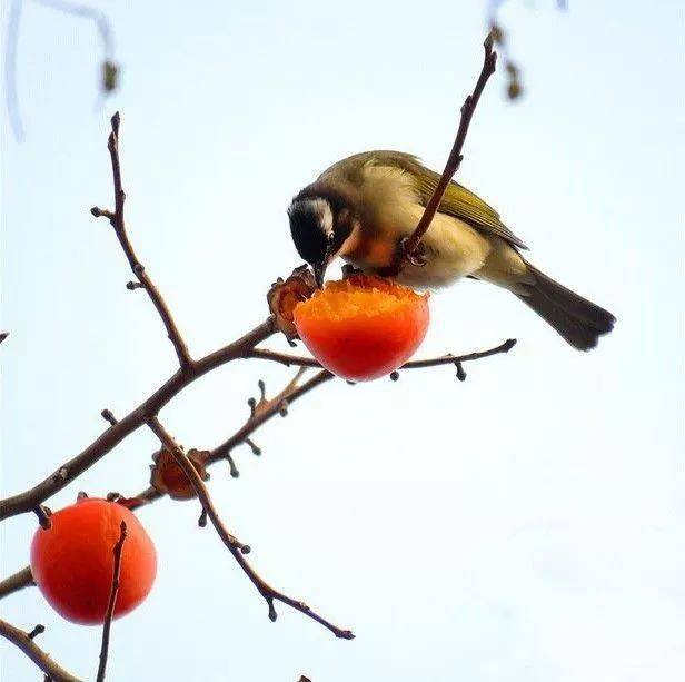 唐人段|柿子红了！柿柿如意！