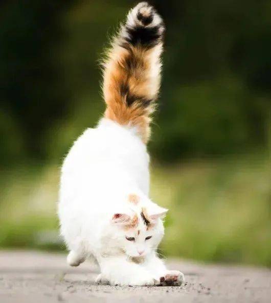 这些猫咪的尾巴,都是单独喂养长大的吗?_主人