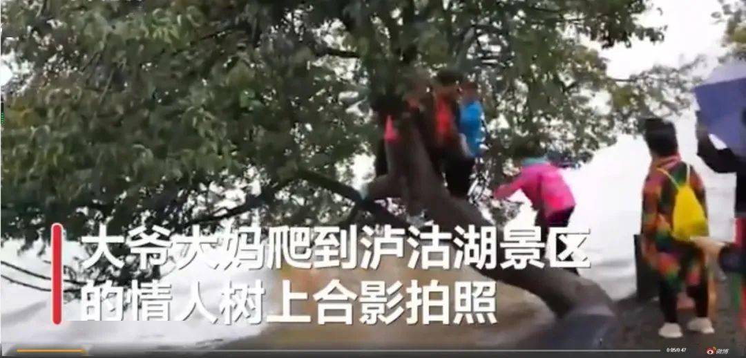 图源网络 泸沽湖情人树:大爷大妈爬树合影 泸沽湖边一棵树,就因为美好