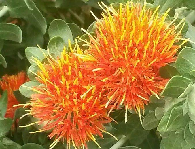 Royal|让贝嫂为之着迷的护手霜！英王室200年香氛配方，让双手回归婴儿般娇嫩！