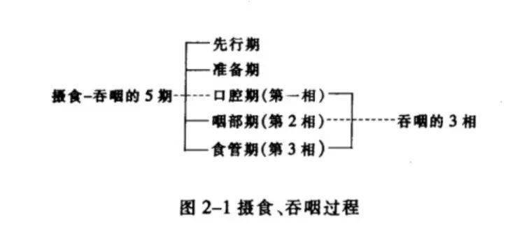 吞咽分期之五期见于婴儿,儿童和成人(包括老年人)患者吞咽障碍:是指