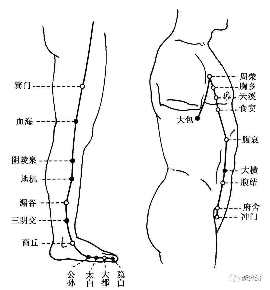 足太阴脾经