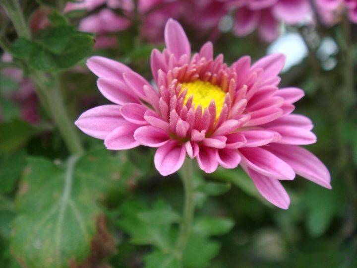 农历中国 | 八月廿六 · 菊华_菊花