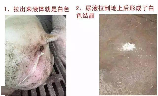 3,后备母猪阴道流脓