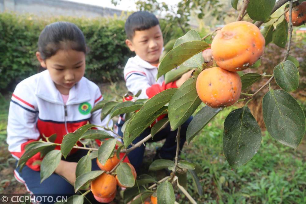 河北|河北临西：校园里的“采摘节”