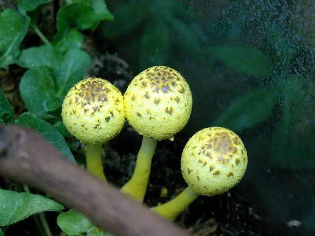 雨林缸菌类蘑菇攻略!多一个选择,多一份惊喜._孢子