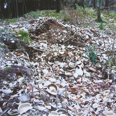 窑址|炉火烧了千余年，如今遗址踪影难觅让东钱湖越窑遗产“活”起来