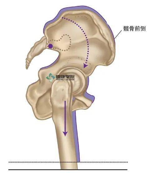 相反,在股骨头较底侧的髋骨位置将下沉,并前旋.