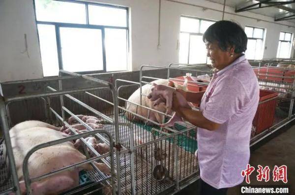 市场|猪价将要跌跌跌？发家致富还能靠养猪吗？