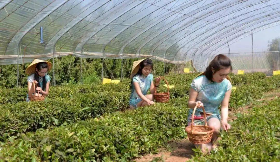 Kaiyun 开云休闲农业该如何规划才能更有特色？