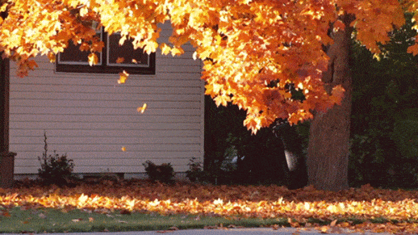 honey|腮红大赏｜深秋的流行妆容必选都在这！