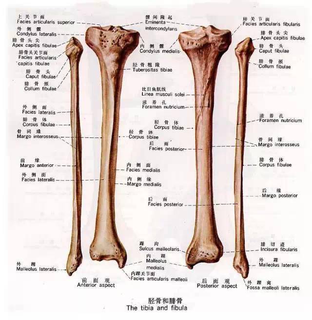 位于小腿内侧,是小腿上的两块长骨之一.胫骨可分为一体和两端.