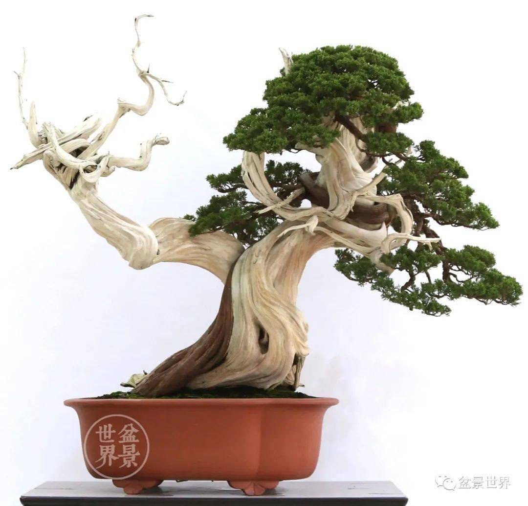 盆景排名_榕树盆景(2)