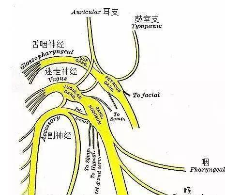 副神经解剖及功能,图文并茂