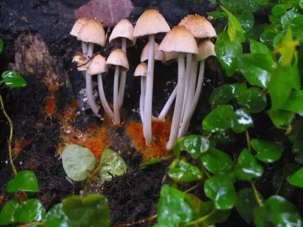 雨林缸菌类蘑菇攻略!多一个选择,多一份惊喜._孢子