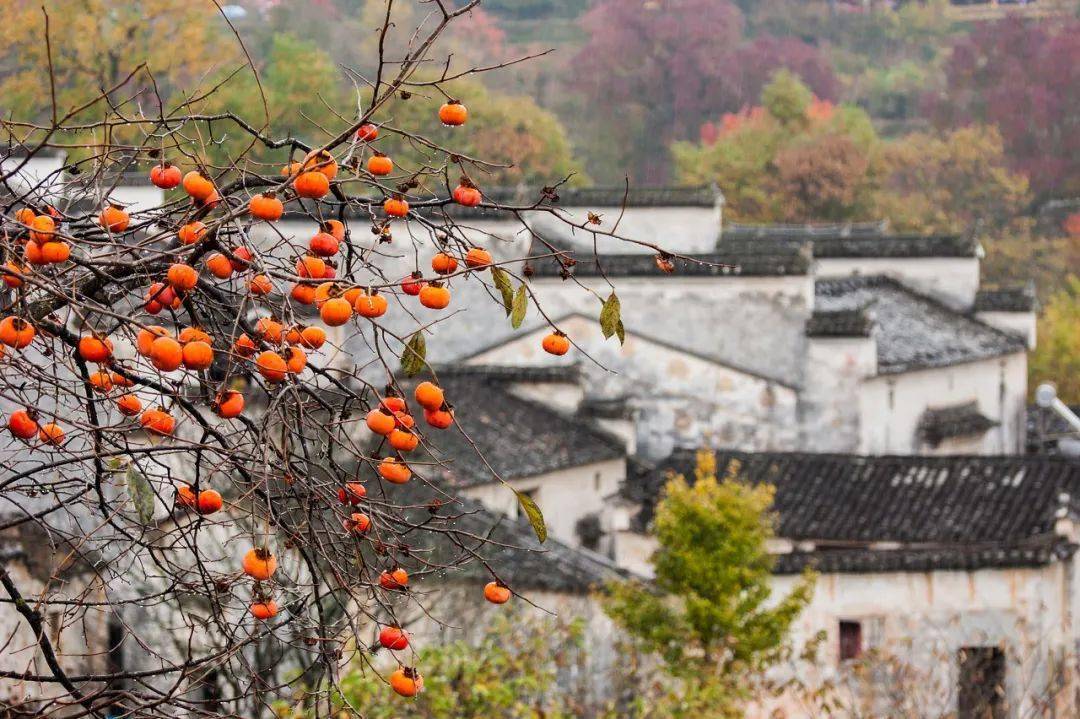 秋色不输婺源,颜值美过香山,这座低调的小村庄,一到秋天就成了人间
