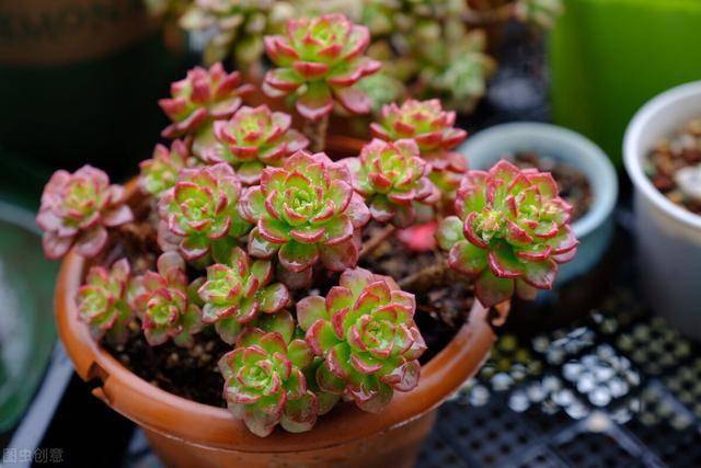 多肉怎么养才能上色好看 10ee9ad7f3a04ccd8e852dbd31e4796e.jpeg
