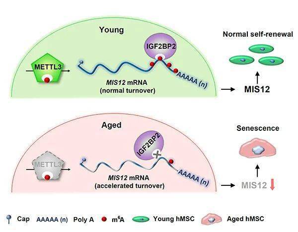 Rna M A