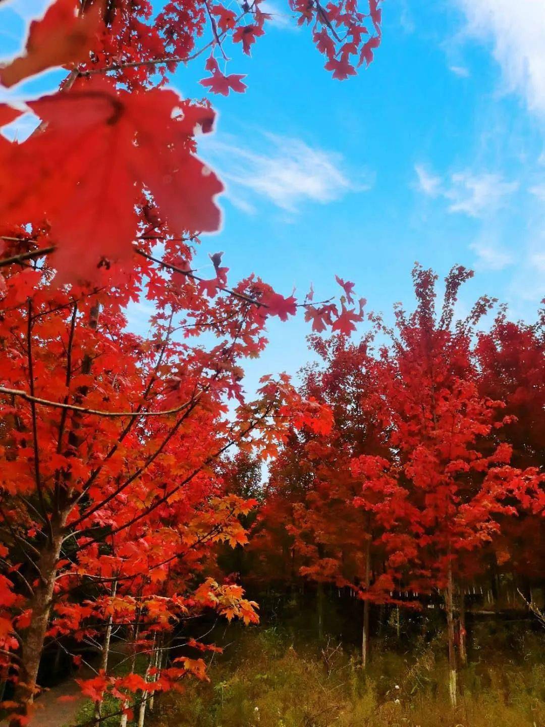 太美啦绵阳首届红叶彩林秘境网红旅游季10月17日盛大开启免门票攻略