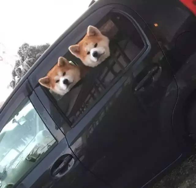 两只秋田犬睡觉总挤一起,连坐车都要争一窗,网友:秀恩爱死的快