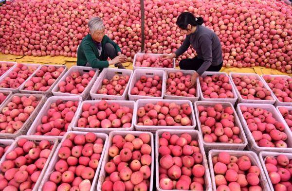 沂源|山东沂源：金秋苹果迎丰收