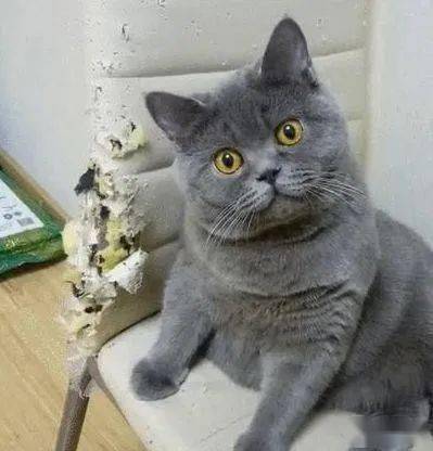 猫咪怎么才能不拆家 1d5dcbd0820c417195ab846d03146362.jpeg