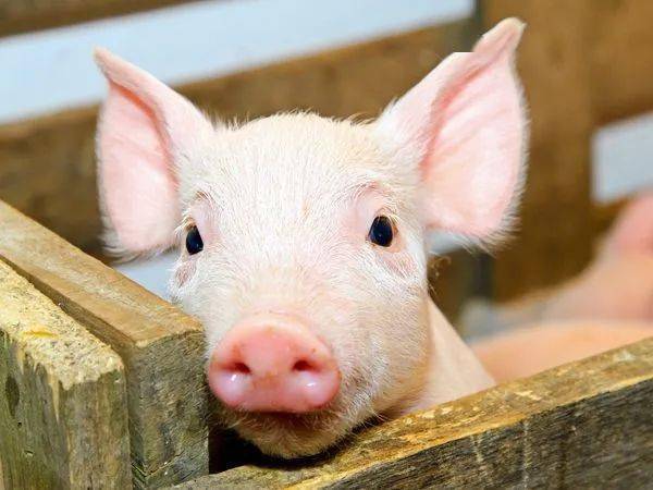 9月猪肉价格同比上涨25.5% 涨幅比上月大幅回落27.1个百分点
