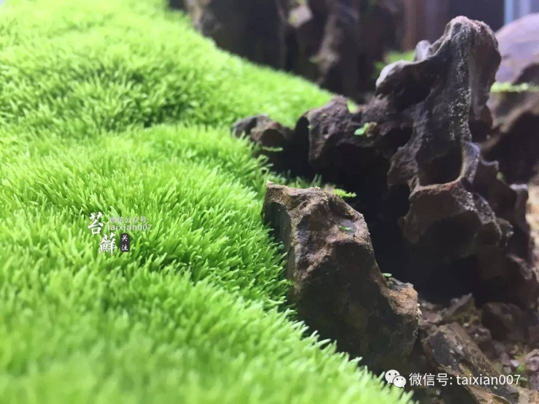 一睹这位高端专业玩家的极品青苔造景