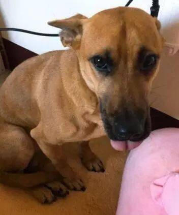 狗为啥会被吓尿 a749f3212dc24a4294144ce2e92a6c82.jpeg