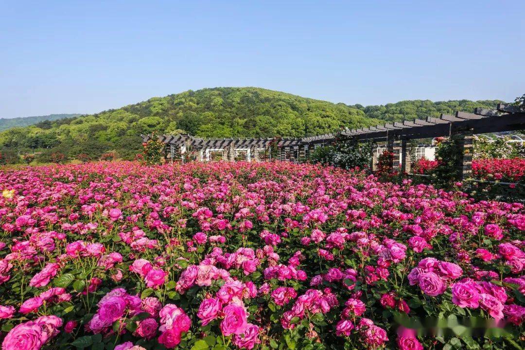 浪漫金秋繁花似锦,龙寺月季玫瑰花海必须拥有姓名!