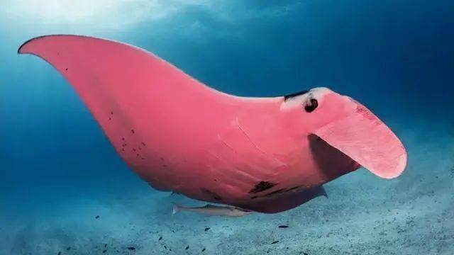 怎么当海洋生物学家 5560015f14344489ba78a5c0e3807e2f.jpeg