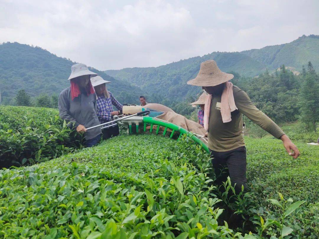 浮梁县"进来合作社"承包的茶园里,村民在茶园内收割茶叶