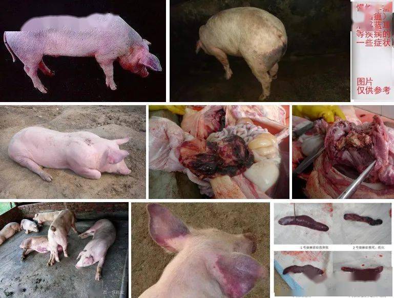 【诊疗案例】猪场感染疑似慢性非洲猪瘟与混感蓝耳等疾病如何快速净化