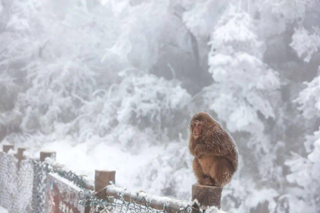 天府悦读|四川下雪啦!看秋冬同框,雪花红叶曼舞