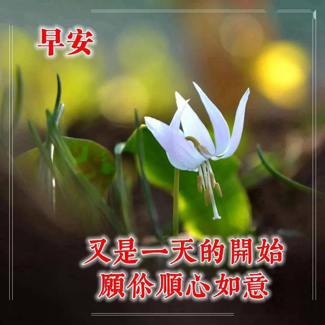 秋天早上好问候祝福图片鲜花带字 新版漂亮秋日清晨早安问候动画鲜花