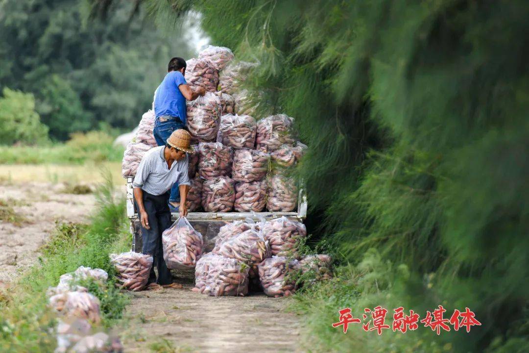 甘薯|地里的“真宝贝”收获啦！这是平潭人忘不了的老味道