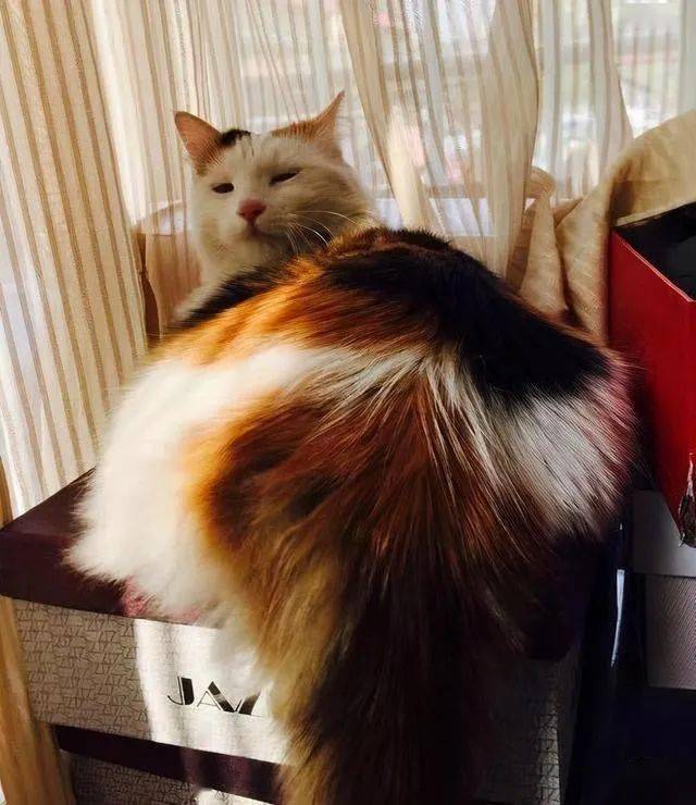 猫咪这4个行为,你以为是在鄙视你,实则是在说爱你!