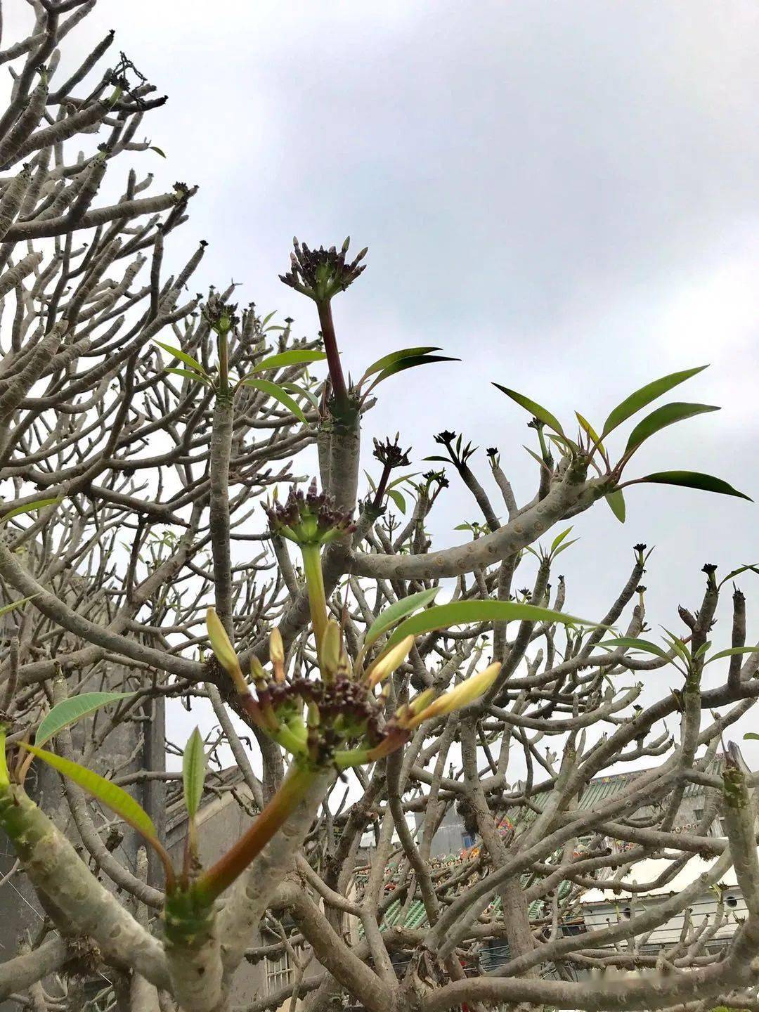 罕见!澄海一棵鹿角树开出了这样的花