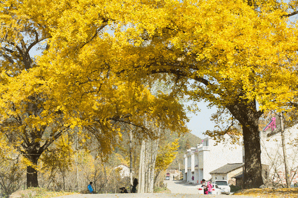 银杏谷景内树龄百年以上的银杏17000千余株,其中千年以上的308株