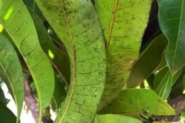 降雨频繁,芒果煤烟病加重,该怎么防治?